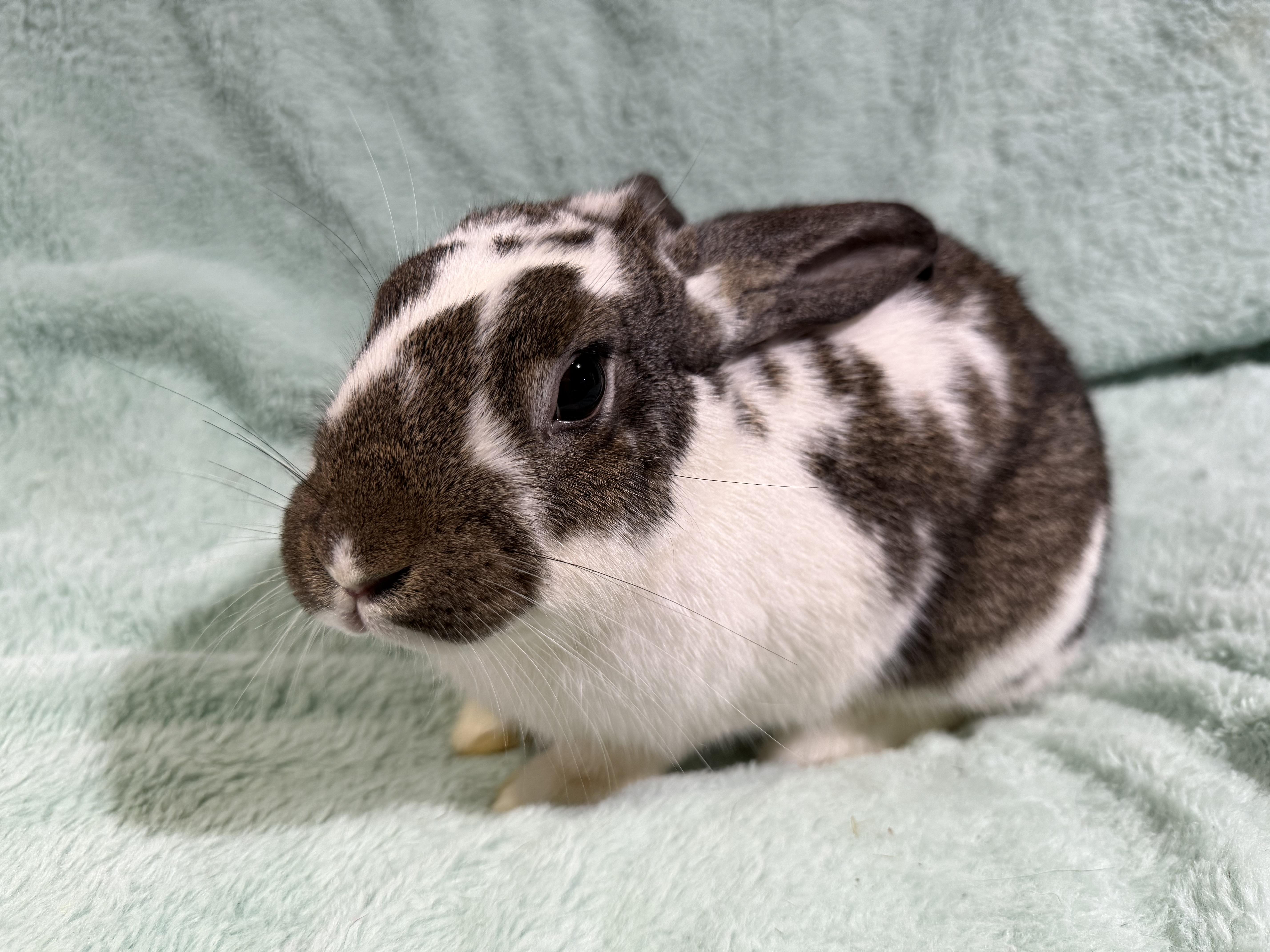 Enlarge Gobbles , a ADOPTABLE New Zealand in St. Charles, MO image 4/4