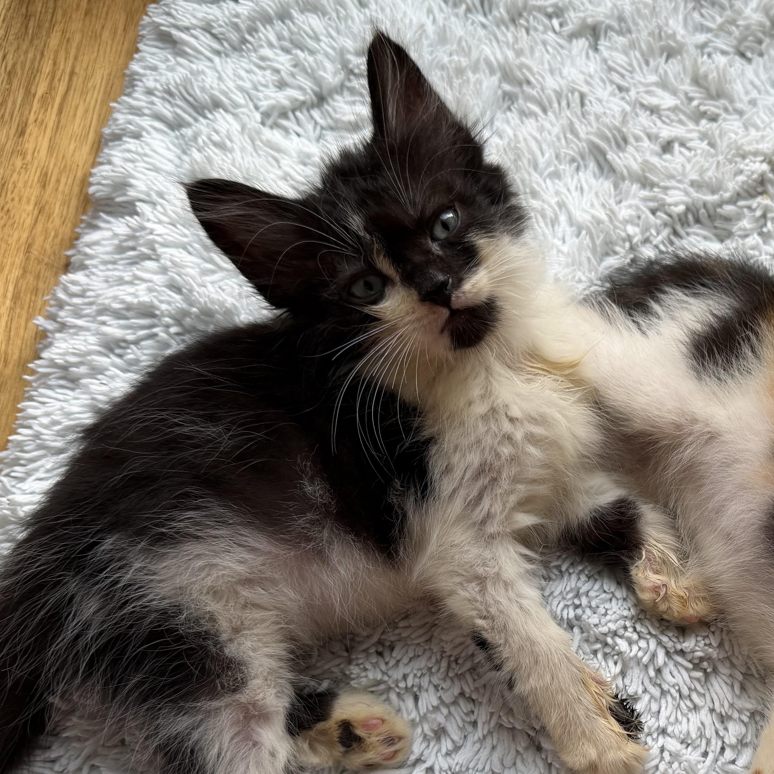Lego, Adoptable, Young Male Domestic Long Hair.