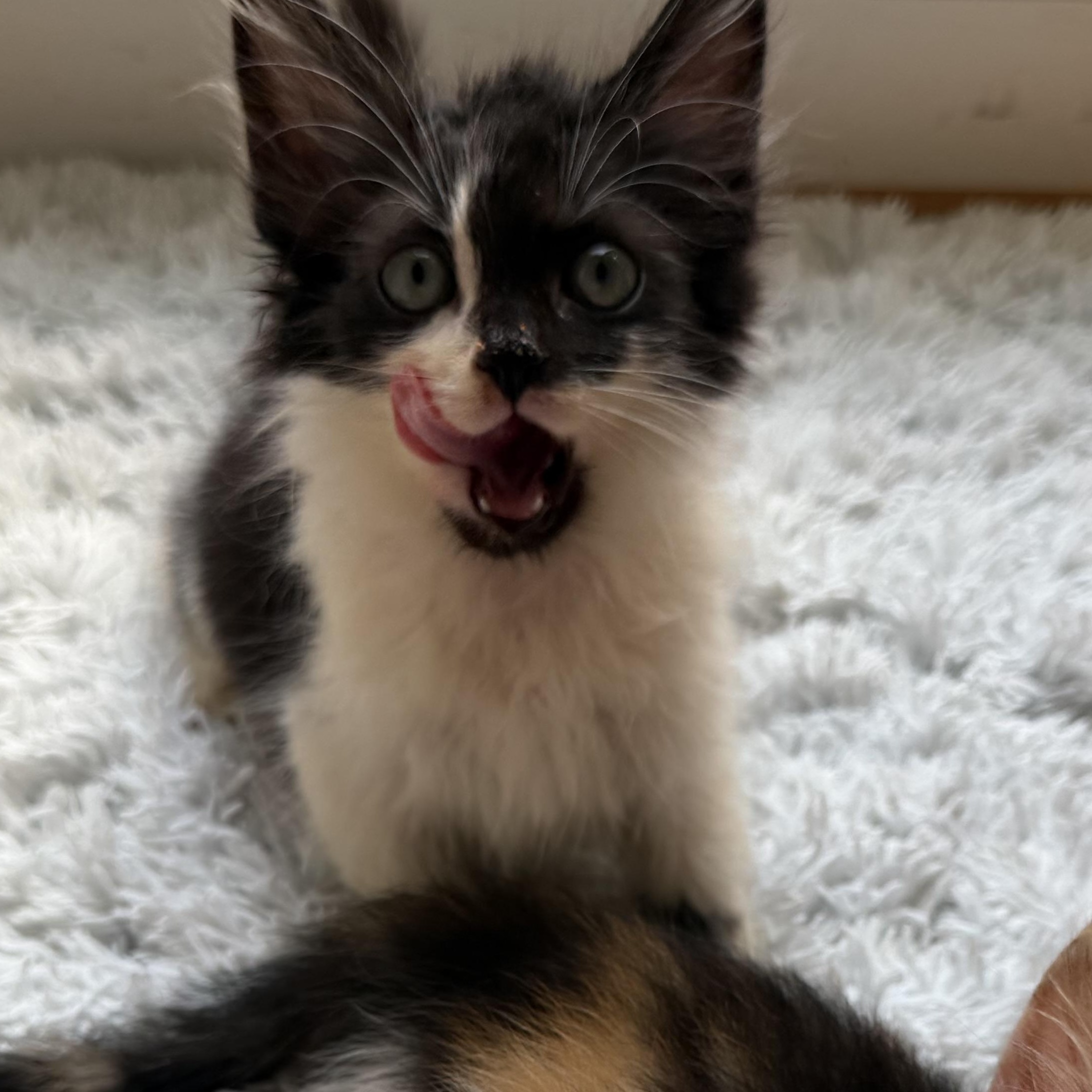 Enlarge Lego, a Adoptable Domestic Long Hair in Greensboro, NC image 2/3