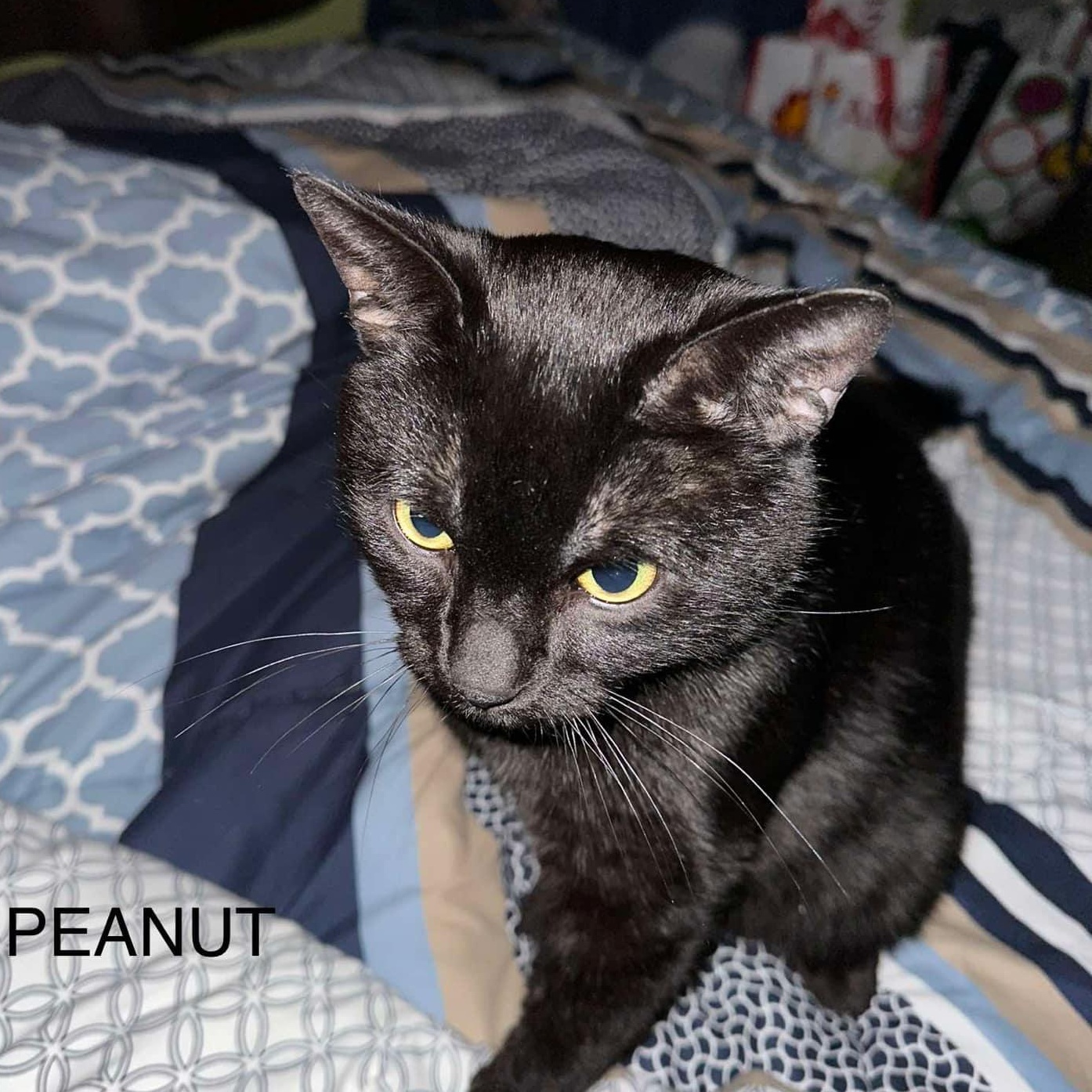Peanut