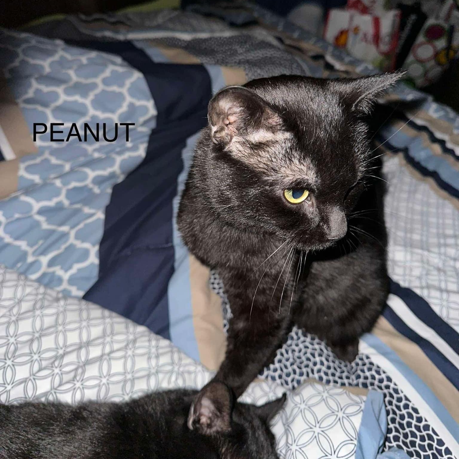 Peanut