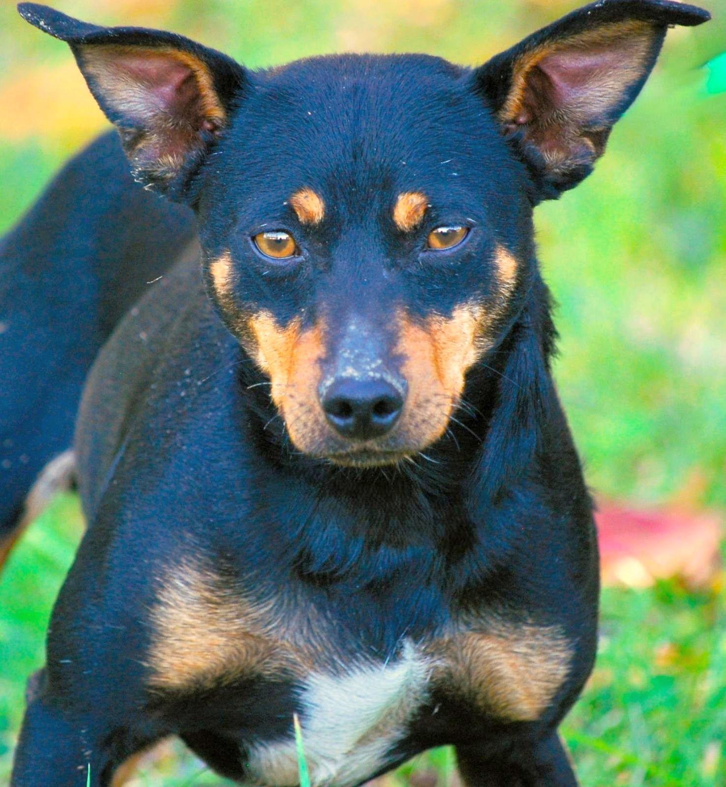 Rip, an adopted Miniature Pinscher in manchester, TN image 4/4