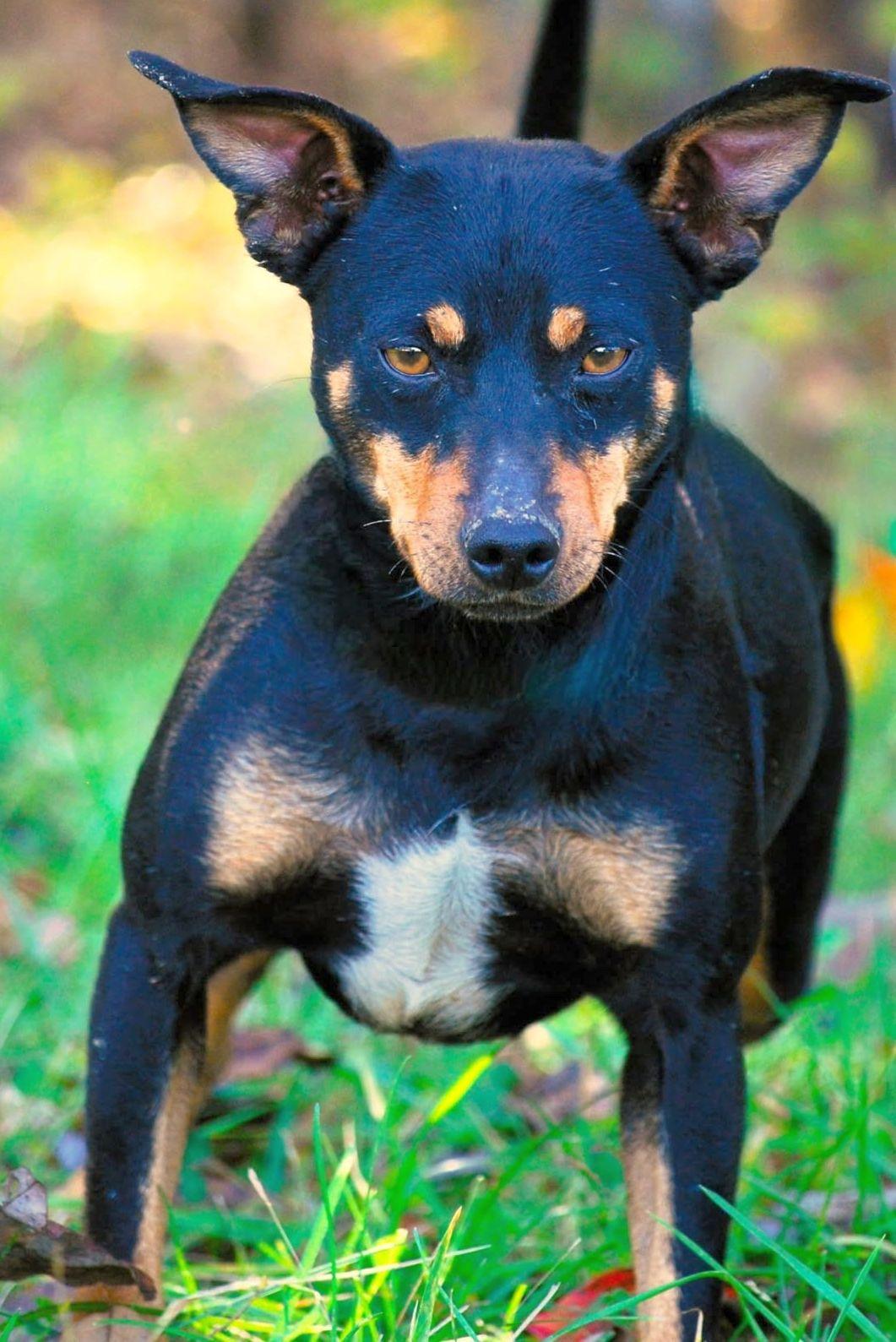 Rip, an adopted Miniature Pinscher in manchester, TN image 3/4