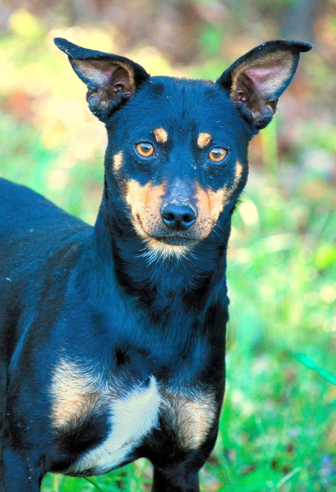 Rip, an adopted Miniature Pinscher in manchester, TN image 1/4