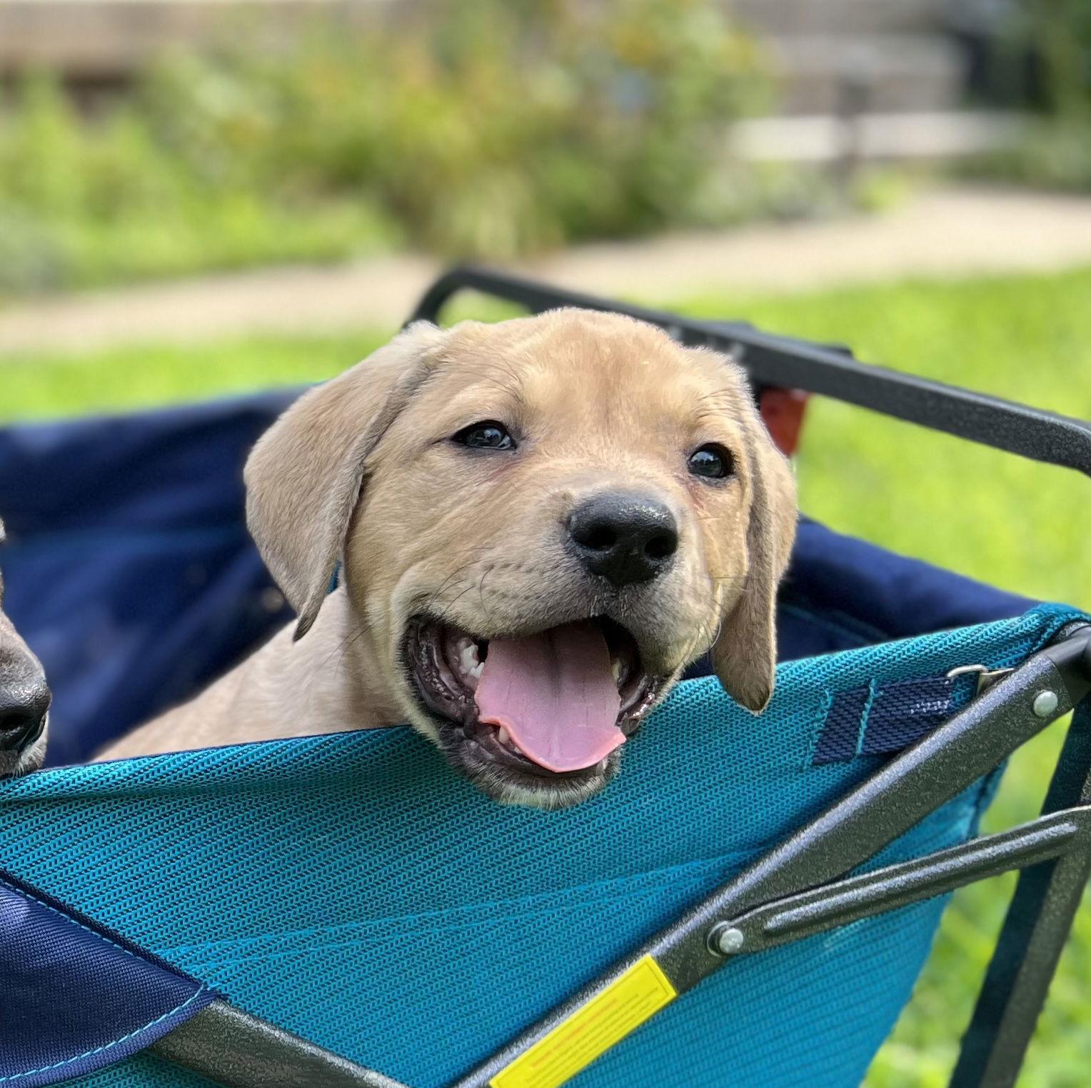Amos, Adopted, Puppy Male Retriever & Cane Corso.