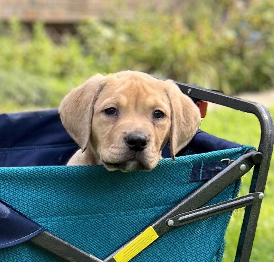 Enlarge Amos, a Adopted mixed breed in Baltimore, MD image 2/3