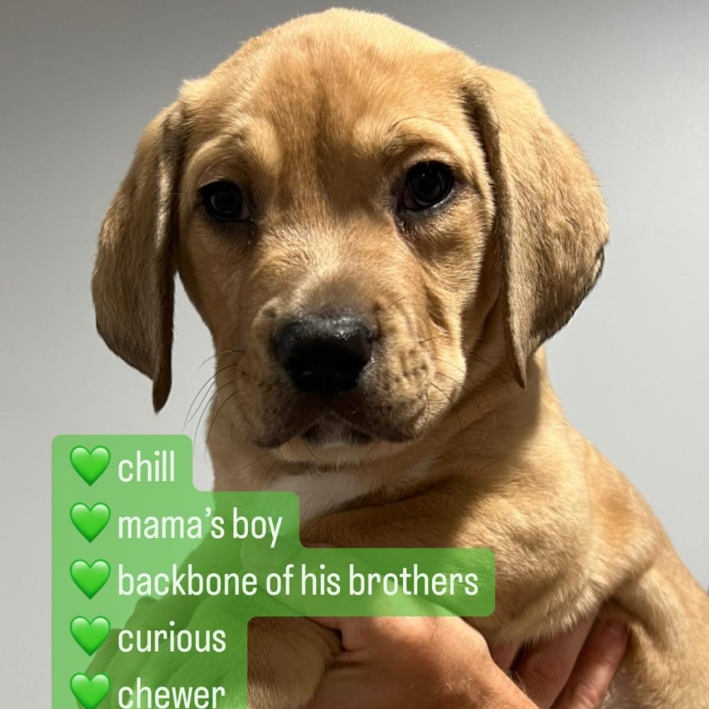 Enlarge Amos, a Adopted mixed breed in Baltimore, MD image 3/3