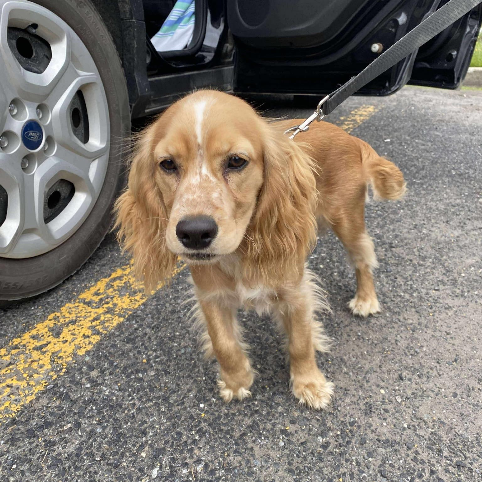 Ollie, a Adoptable Cocker Spaniel in Barrie, ON image 2/3
