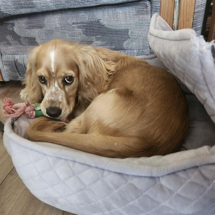 Ollie, a Adoptable Cocker Spaniel in Barrie, ON image 3/3