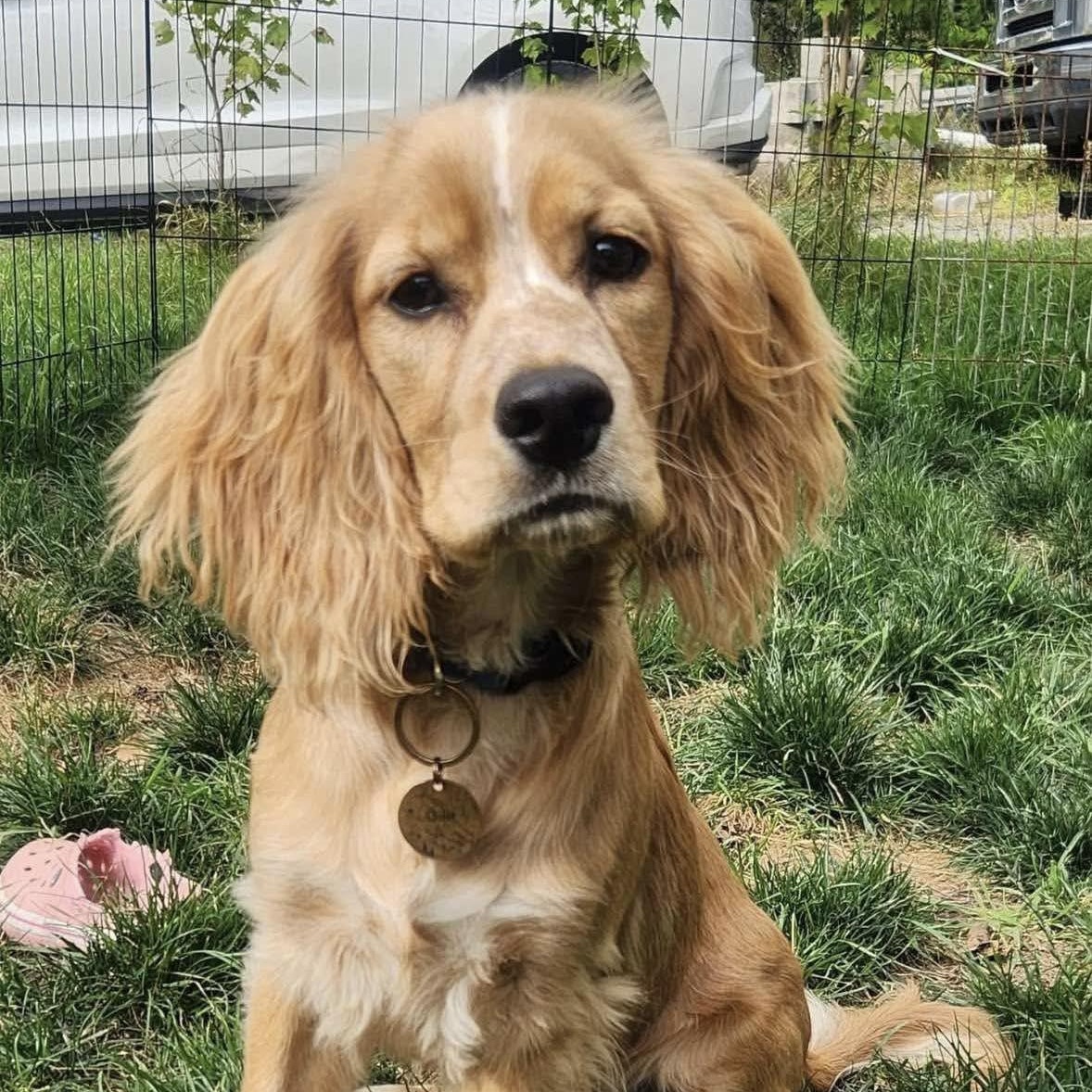 Ollie, Adoptable, Young Male Cocker Spaniel.