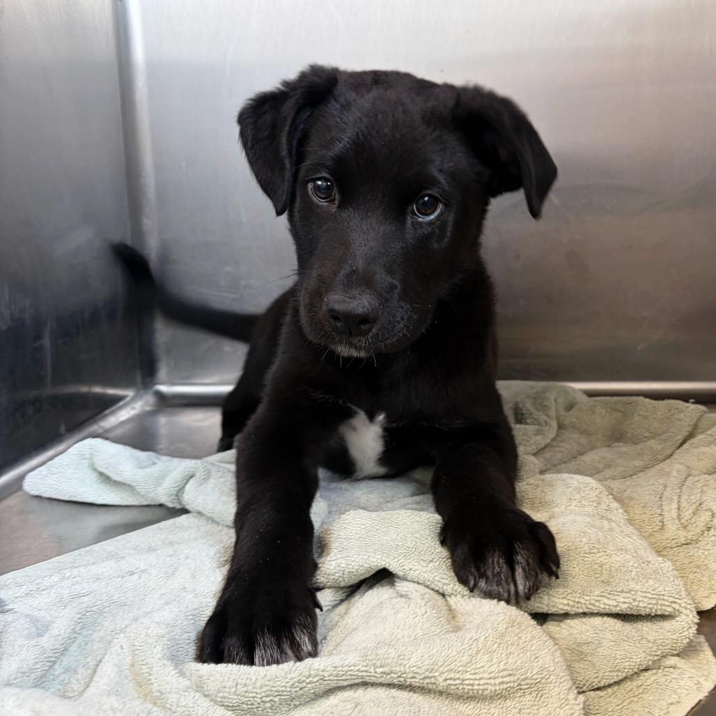 Lucky Charm 22362 — thumbnail 2