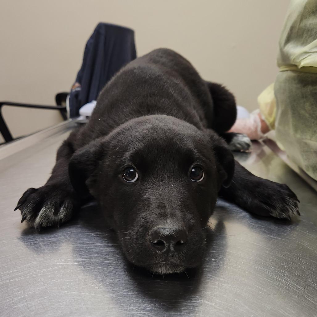 Lucky Charm 22362 — thumbnail 3