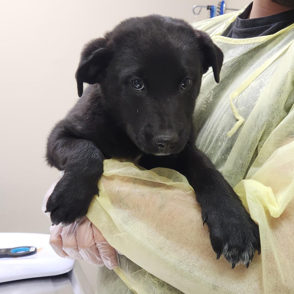 Lucky Charm 22362 — thumbnail 4