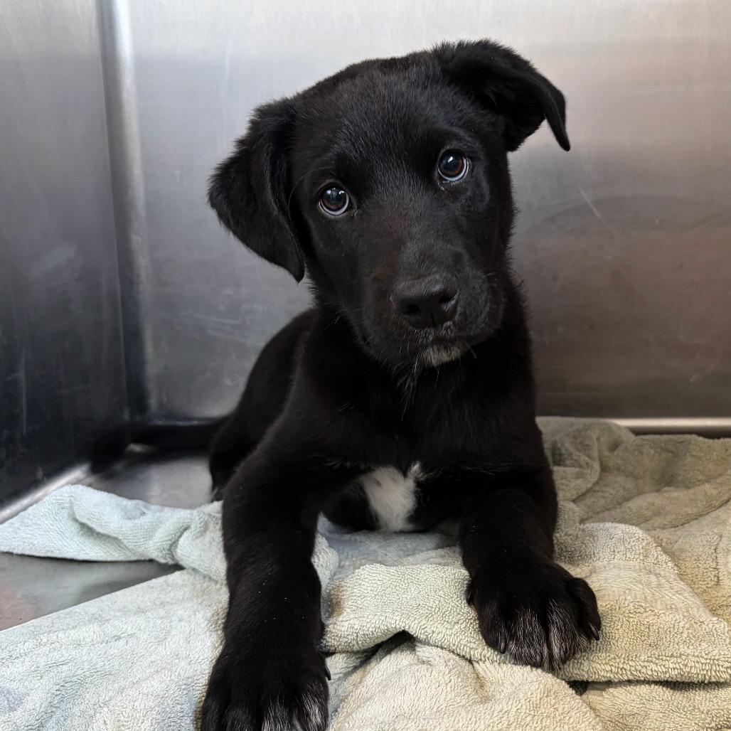 Lucky Charm 22362 — thumbnail 5