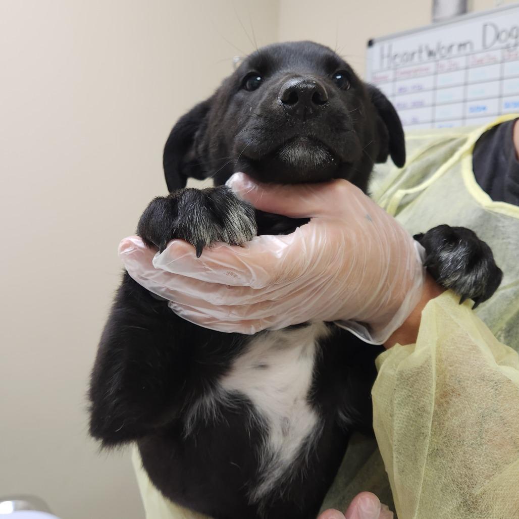 Lucky Charm 22362 — thumbnail 6