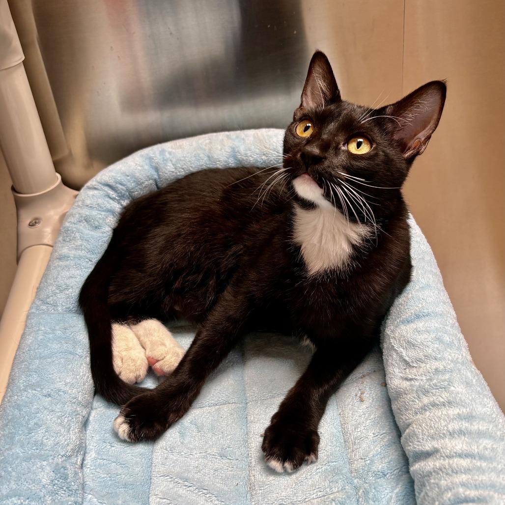 Domino, Adoptable, Kitten Female Domestic Short Hair.