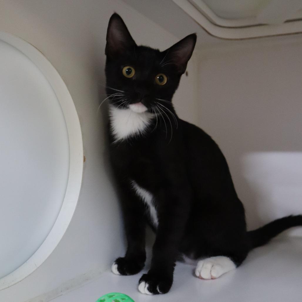 Enlarge Domino, a Adoptable Domestic Short Hair in Riverside, CA image 2/6