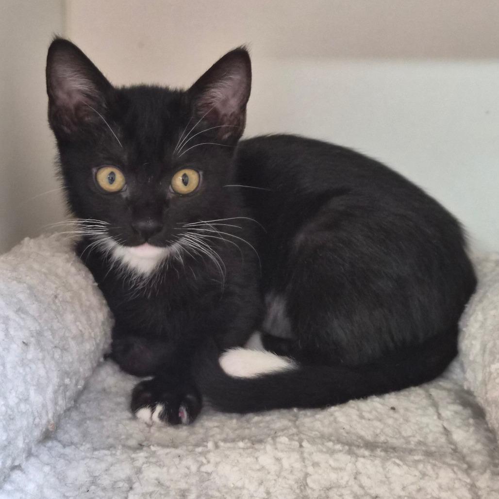 Enlarge Domino, a Adoptable Domestic Short Hair in Riverside, CA image 1/6