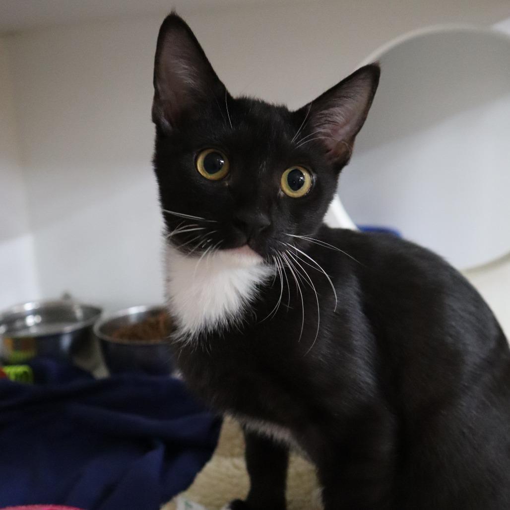 Enlarge Domino, a Adoptable Domestic Short Hair in Riverside, CA image 2/6