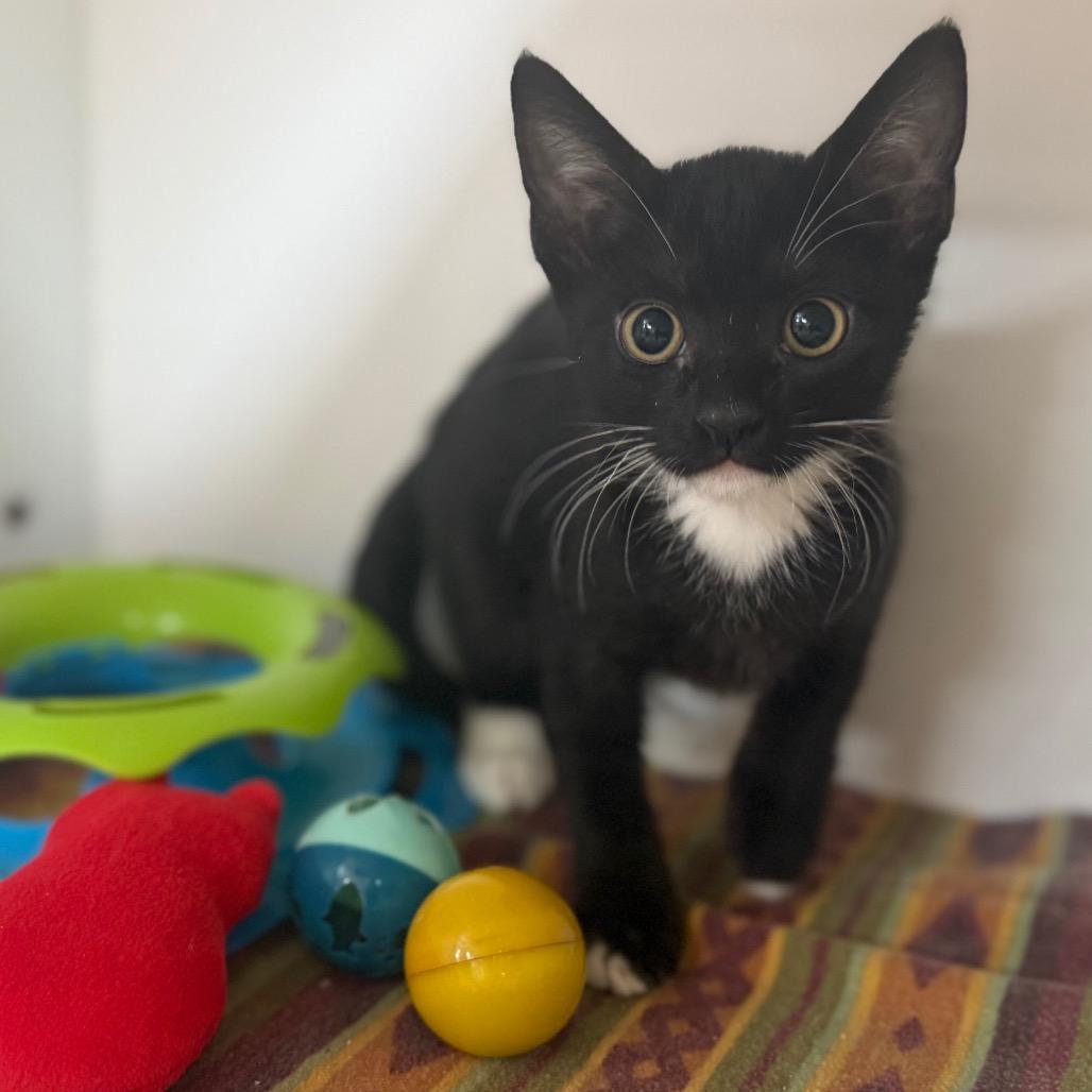 Enlarge Domino, a Adoptable Domestic Short Hair in Riverside, CA image 3/6