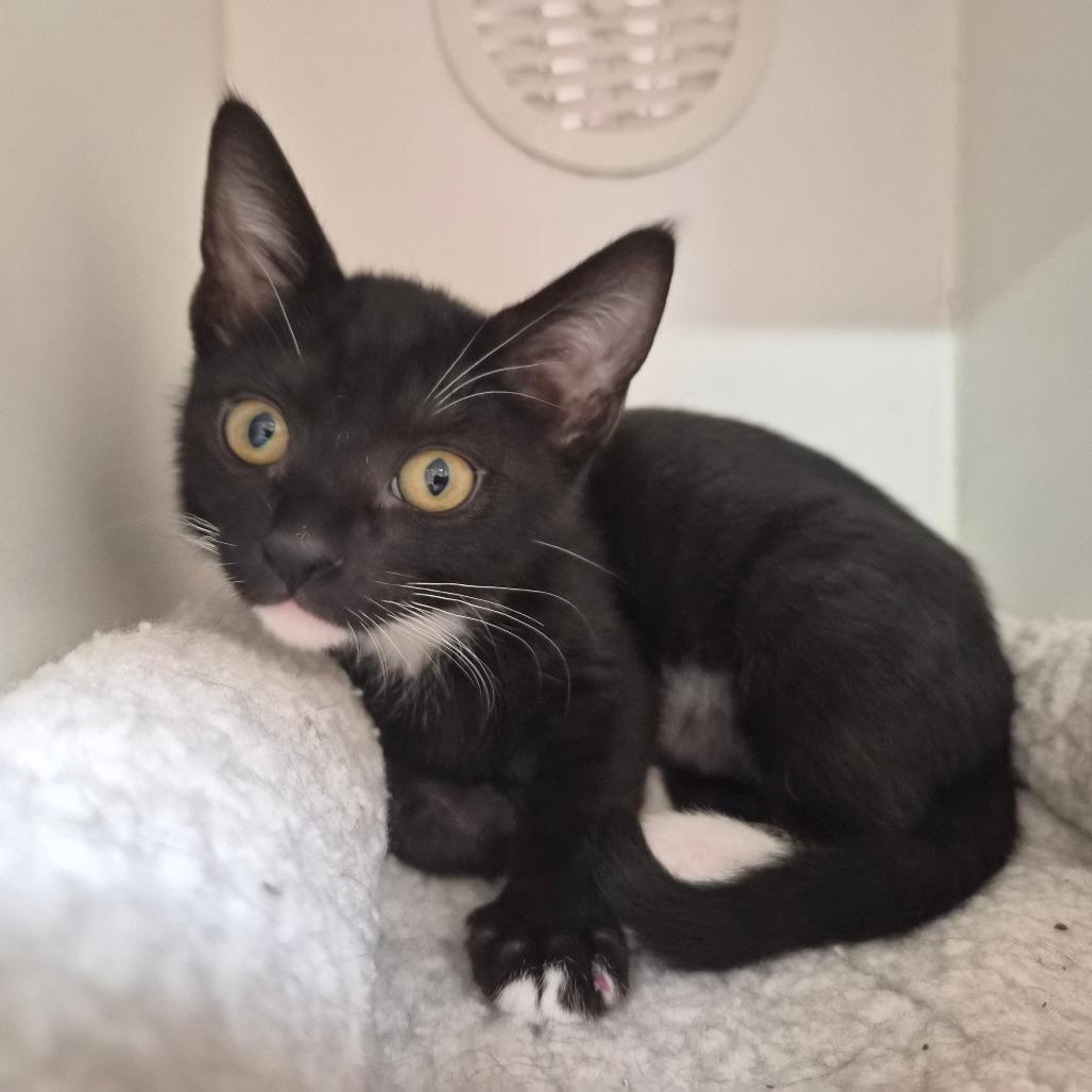 Enlarge Domino, a Adoptable Domestic Short Hair in Riverside, CA image 4/6