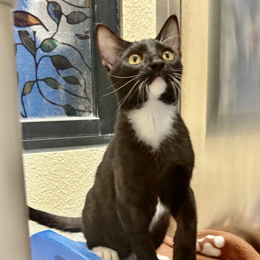Enlarge Domino, a Adoptable Domestic Short Hair in Riverside, CA image 3/6