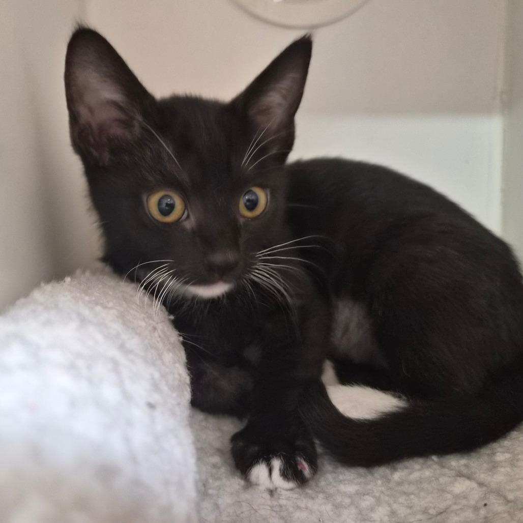 Enlarge Domino, a Adoptable Domestic Short Hair in Riverside, CA image 5/6