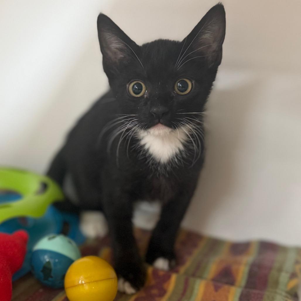 Enlarge Domino, a Adoptable Domestic Short Hair in Riverside, CA image 6/6