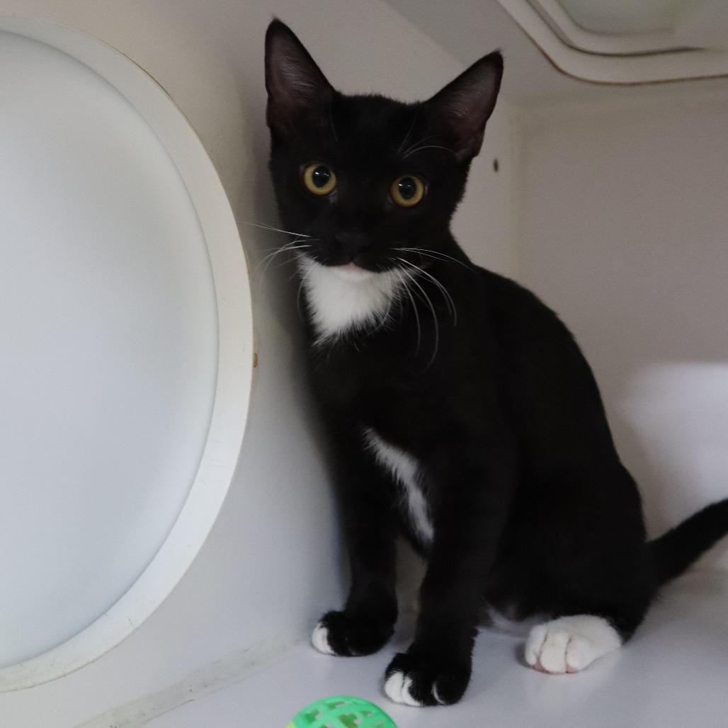 Enlarge Domino, a Adoptable Domestic Short Hair in Riverside, CA image 6/6