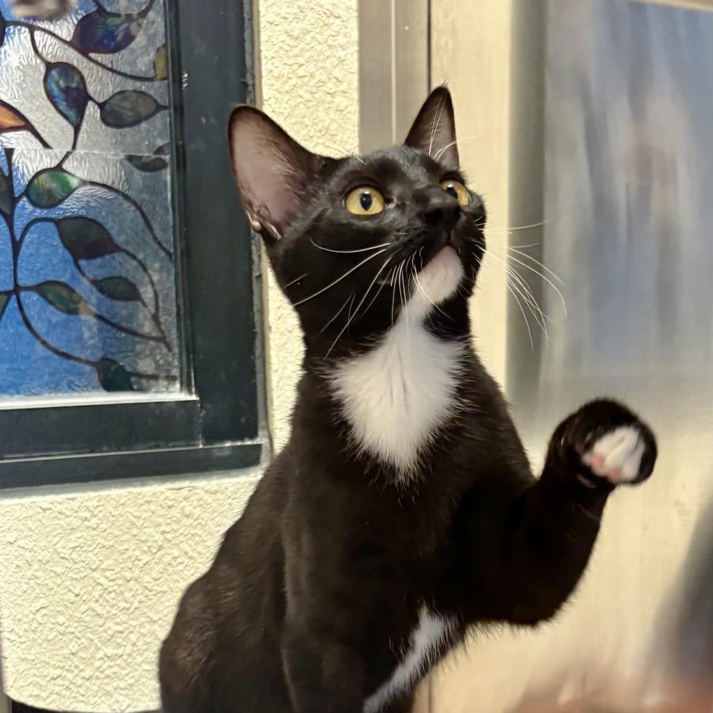 Enlarge Domino, a Adoptable Domestic Short Hair in Riverside, CA image 5/6