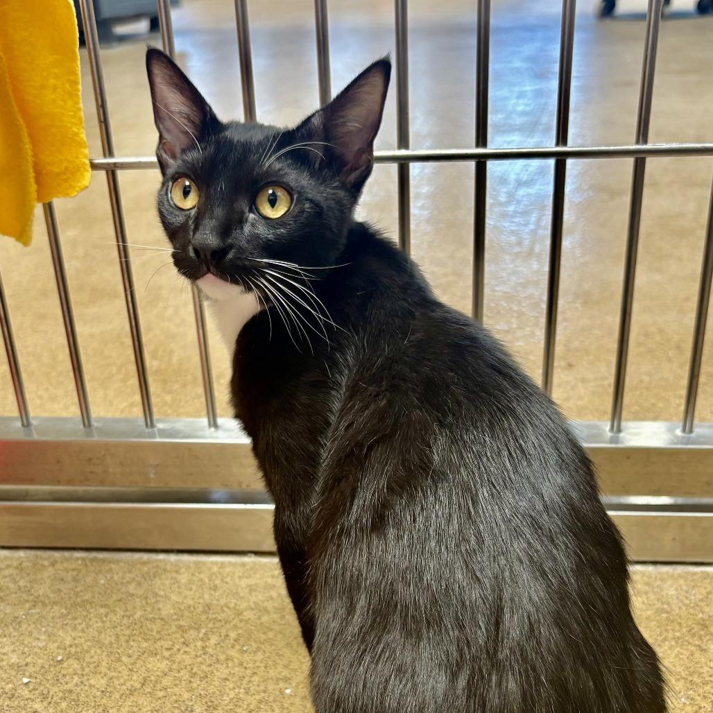 Enlarge Domino, a Adoptable Domestic Short Hair in Riverside, CA image 6/6