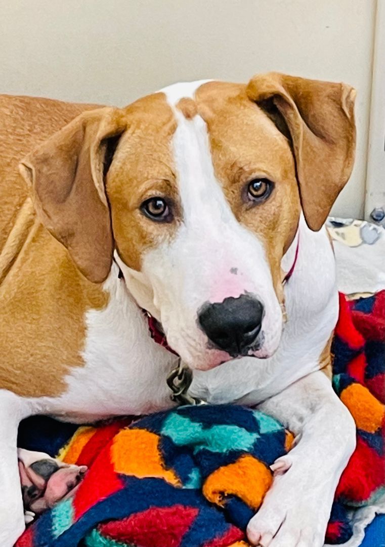 Champ, Adult Male Hound