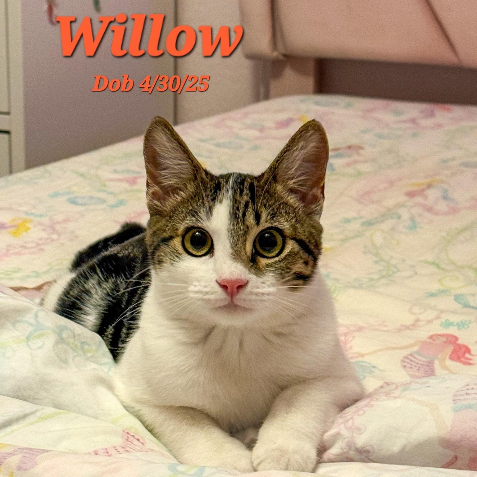 Enlarge Willow, a Adoptable Domestic Medium Hair in Concord, CA image 1/1