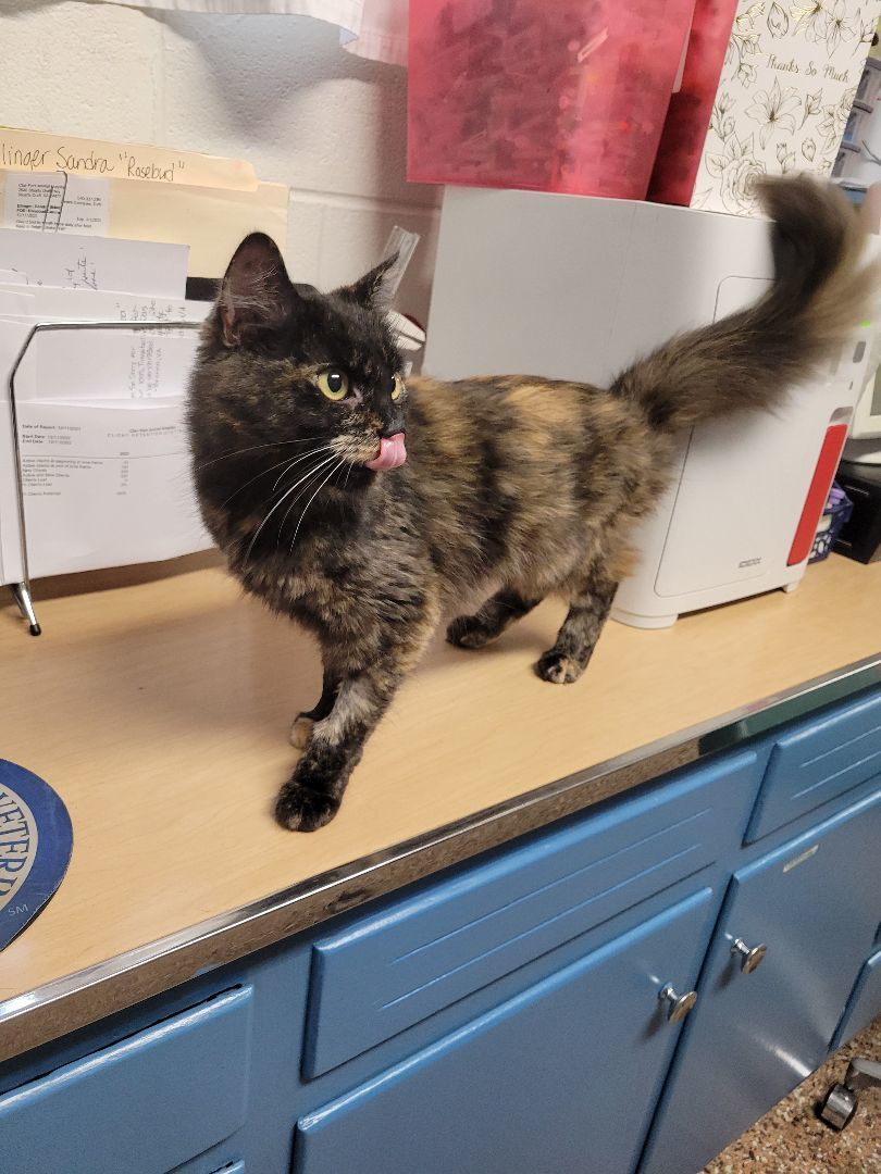 Holly, a Adopted Tortoiseshell in Stuarts Draft, VA image 1/2