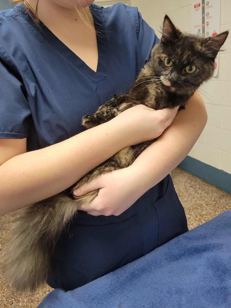 Holly, a Adopted Tortoiseshell in Stuarts Draft, VA image 2/2