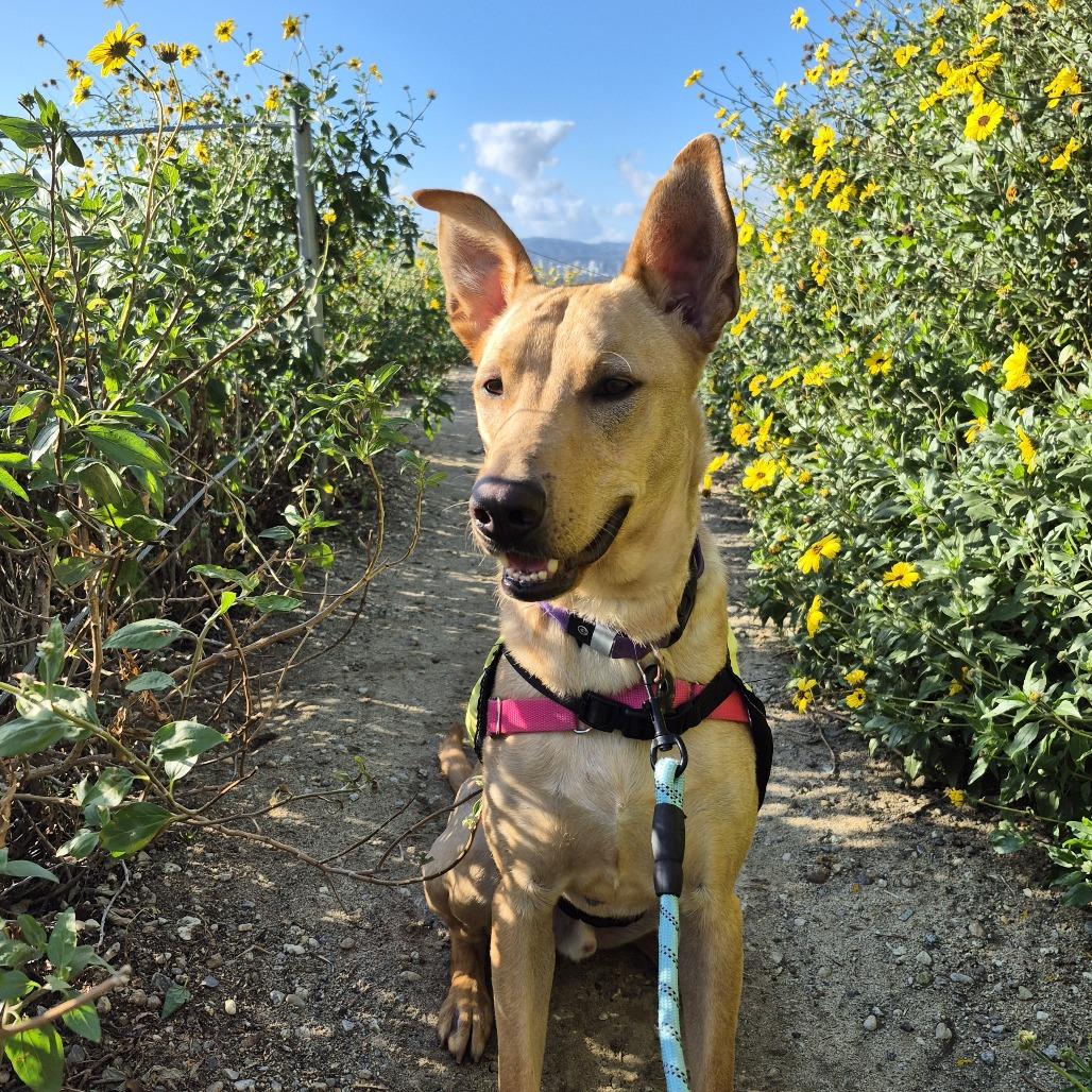 Beethoven, a Adoptable mixed breed in Los Angeles, CA image 1/6