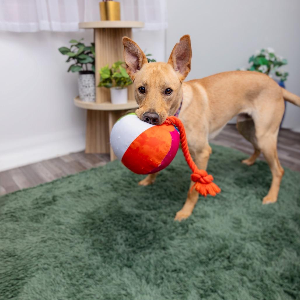 Beethoven, Adoptable, Adult Male Labrador Retriever.
