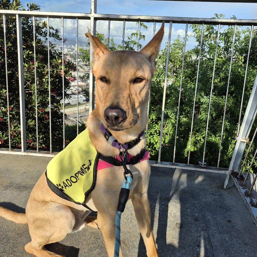 Beethoven, a Adoptable mixed breed in Los Angeles, CA image 4/6