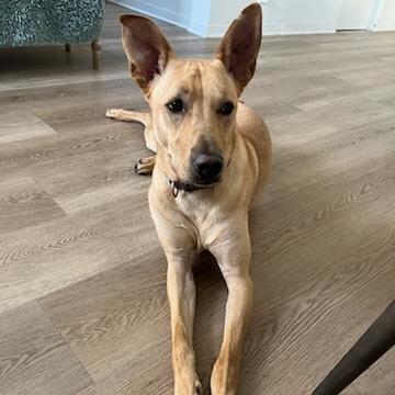 Beethoven, a Adoptable mixed breed in Los Angeles, CA image 5/6