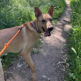 Beethoven, a Adoptable mixed breed in Los Angeles, CA image 6/6