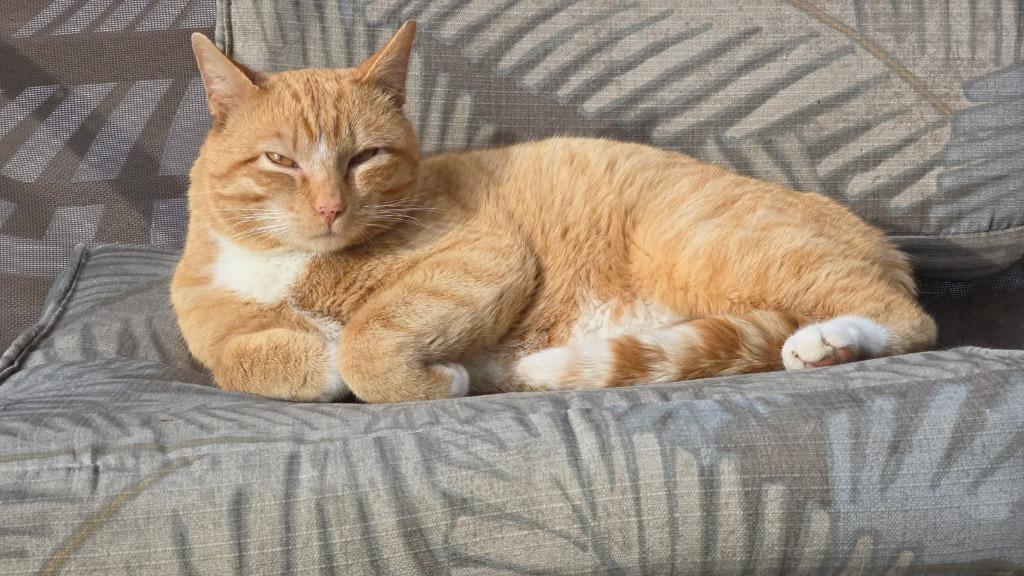 Rusty, Adoptable, Adult Male Domestic Short Hair.