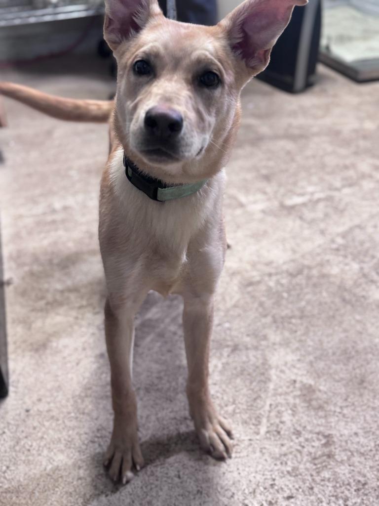 Barbara (Light Blue Collar), Adoptable, Puppy Female Shepherd.