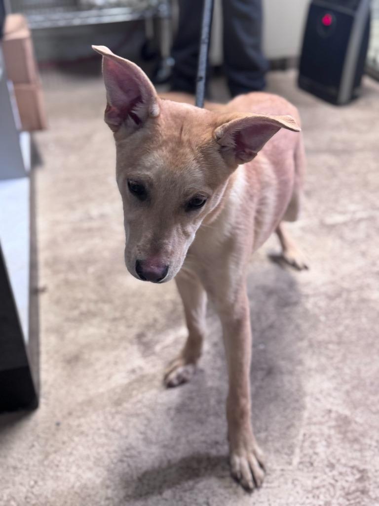 Enlarge Barbara (Light Blue Collar), a Adoptable Shepherd in Russellville, KY image 2/4