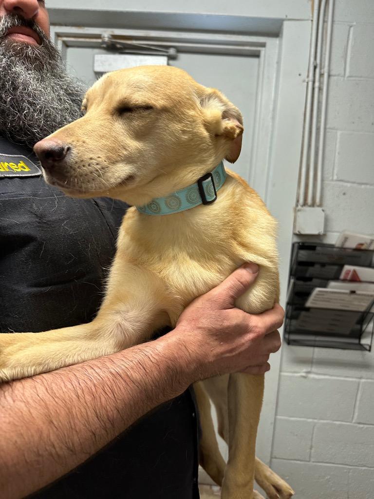 Enlarge Barbara (Light Blue Collar), a Adoptable Shepherd in Russellville, KY image 3/4