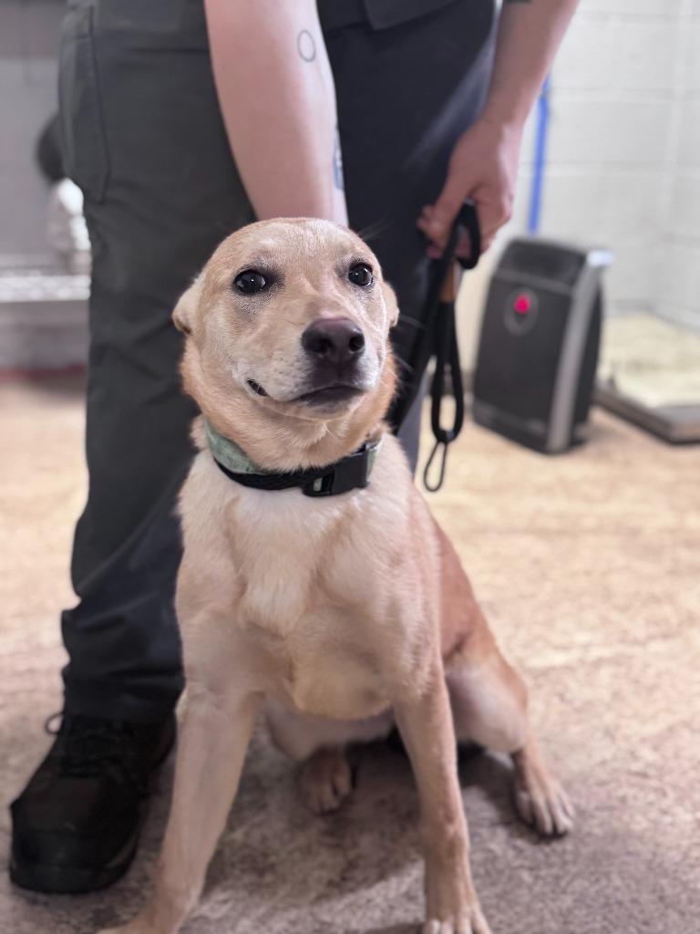 Enlarge Barbara (Light Blue Collar), a Adoptable Shepherd in Russellville, KY image 4/4
