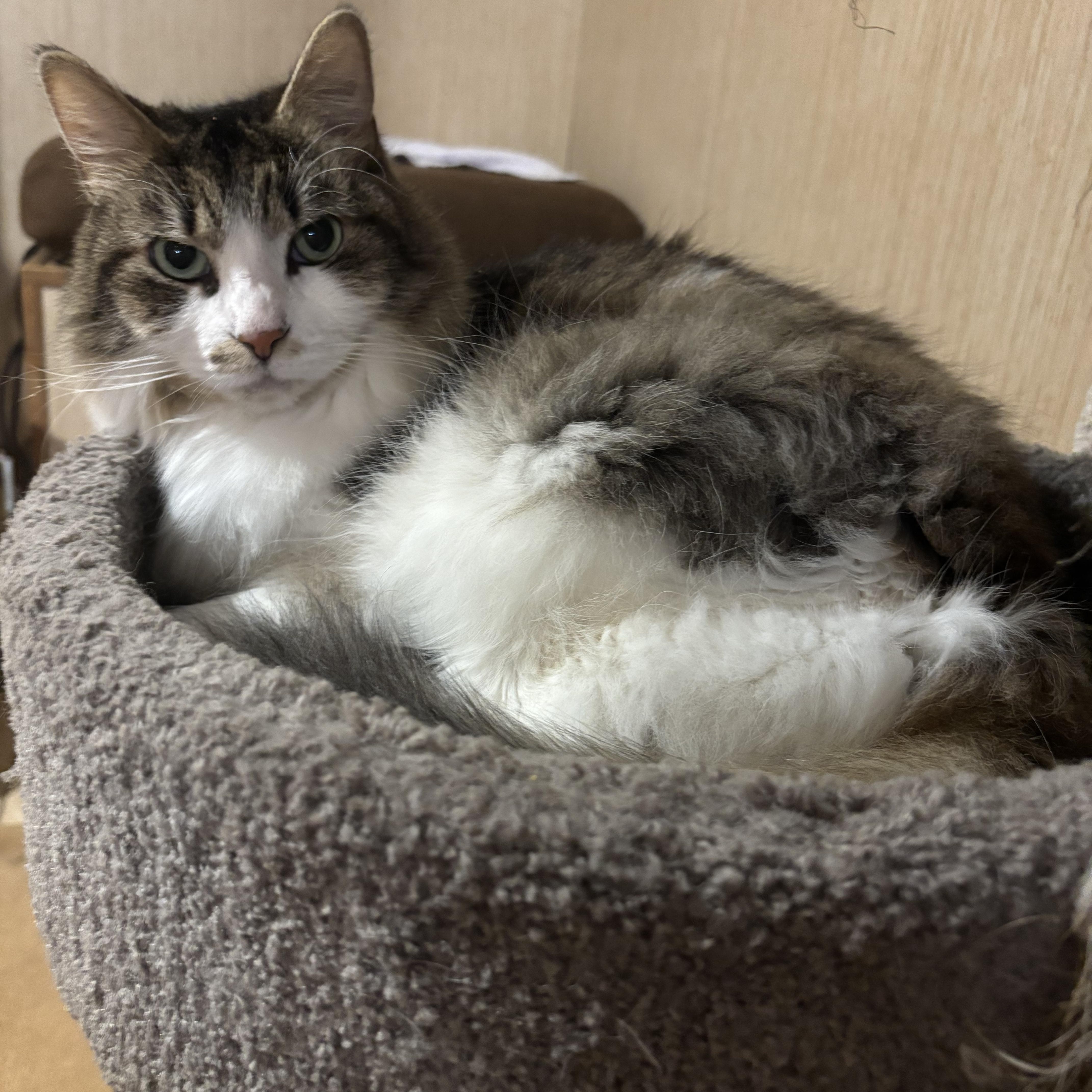 Enlarge Unna, a Adoptable Domestic Long Hair in Dover, DE image 3/3