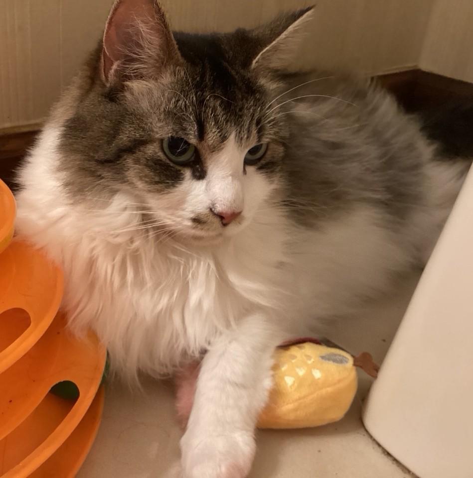 Enlarge Unna, a Adoptable Domestic Long Hair in Dover, DE image 3/6