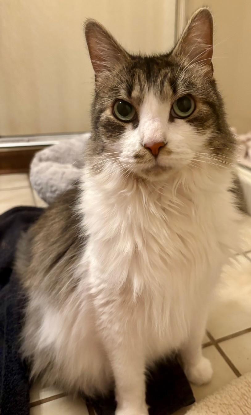 Enlarge Unna, a Adoptable Domestic Long Hair in Dover, DE image 6/6