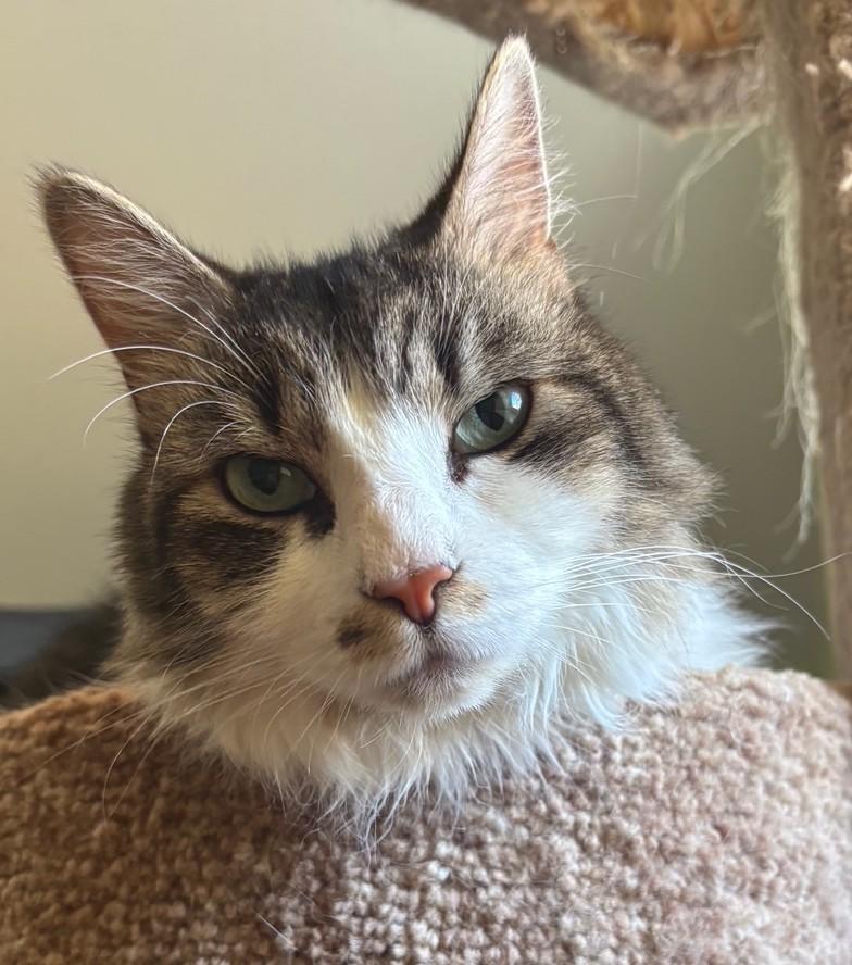 Unna, Adoptable, Senior Female Domestic Long Hair.