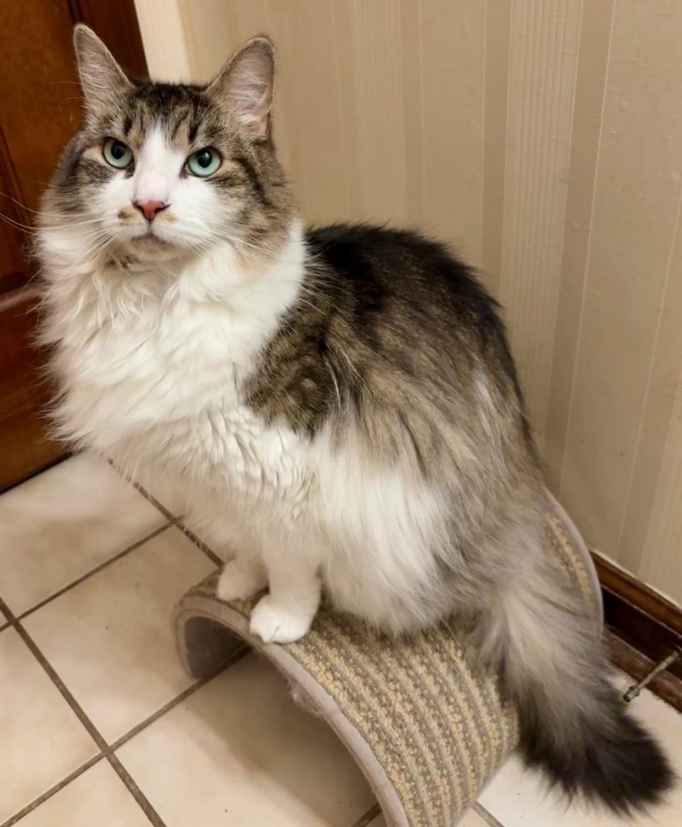 Enlarge Unna, a Adoptable Domestic Long Hair in Dover, DE image 5/6